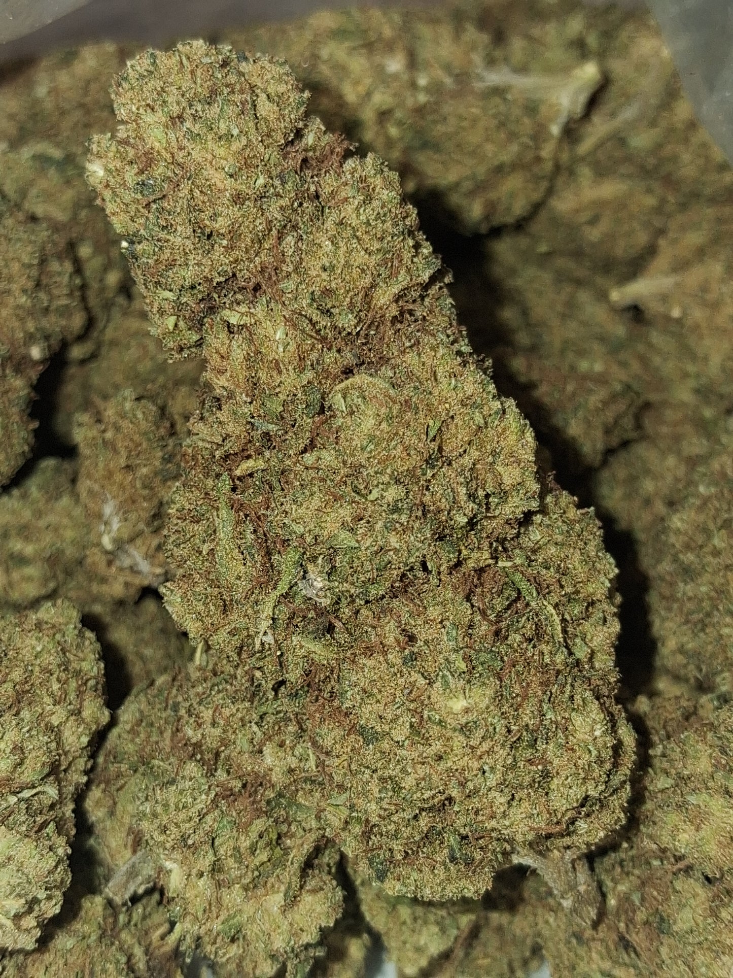 Lemon Kush CBD - Greenhouse (sous-serre )