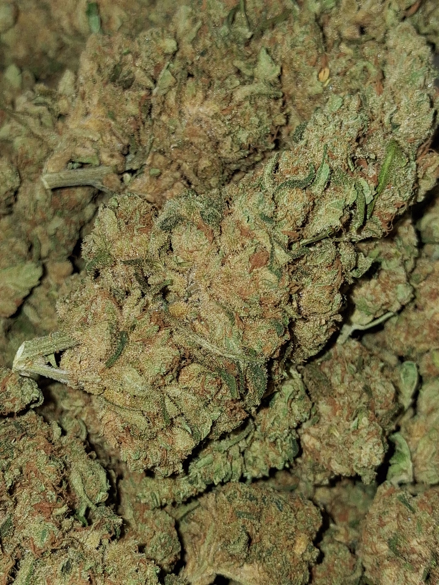 AMNESIA HYDRO CBD - Indoor Hydroponie (en intérieur)