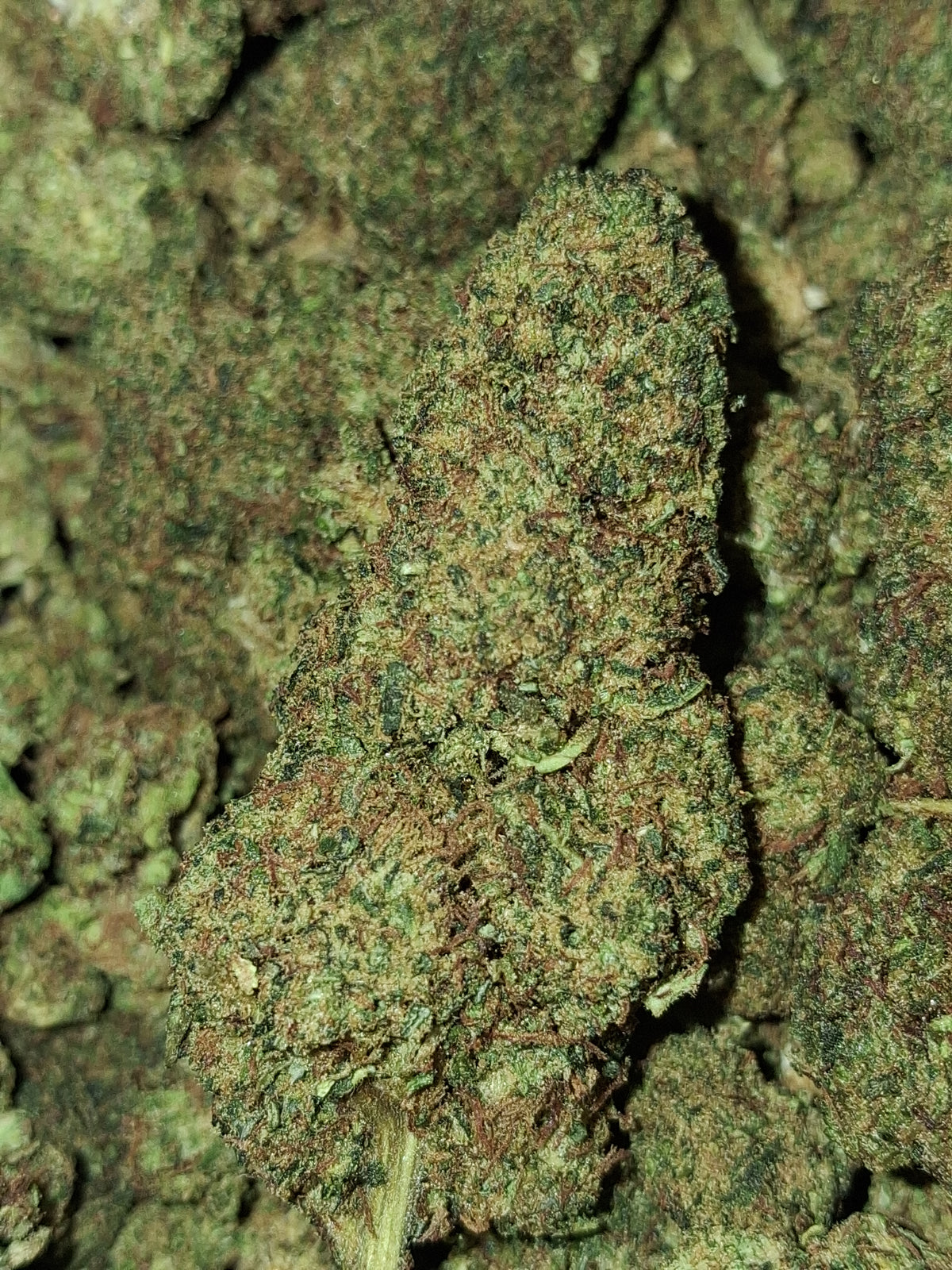 OG White US CBD - Glasshouse (sous-serre en verre)