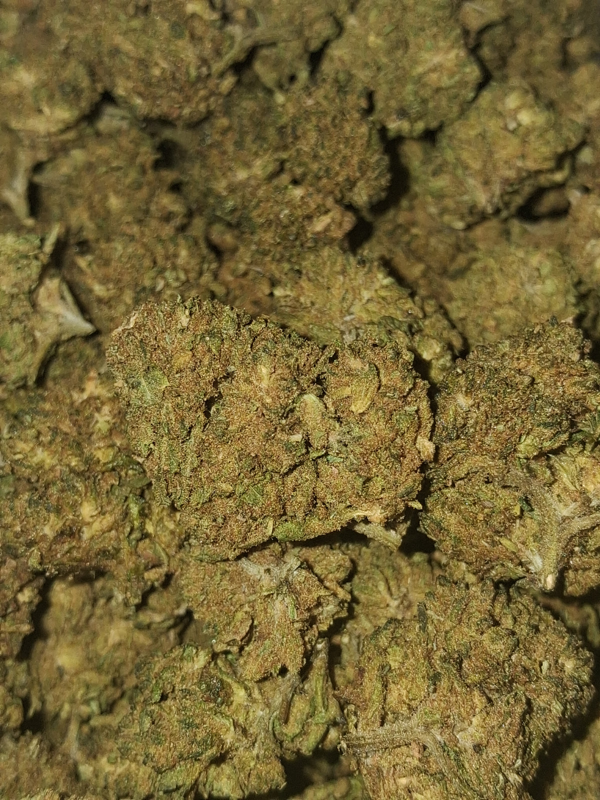 Cherry Pie REDLINE CBD- Greenhouse (sous-serre)