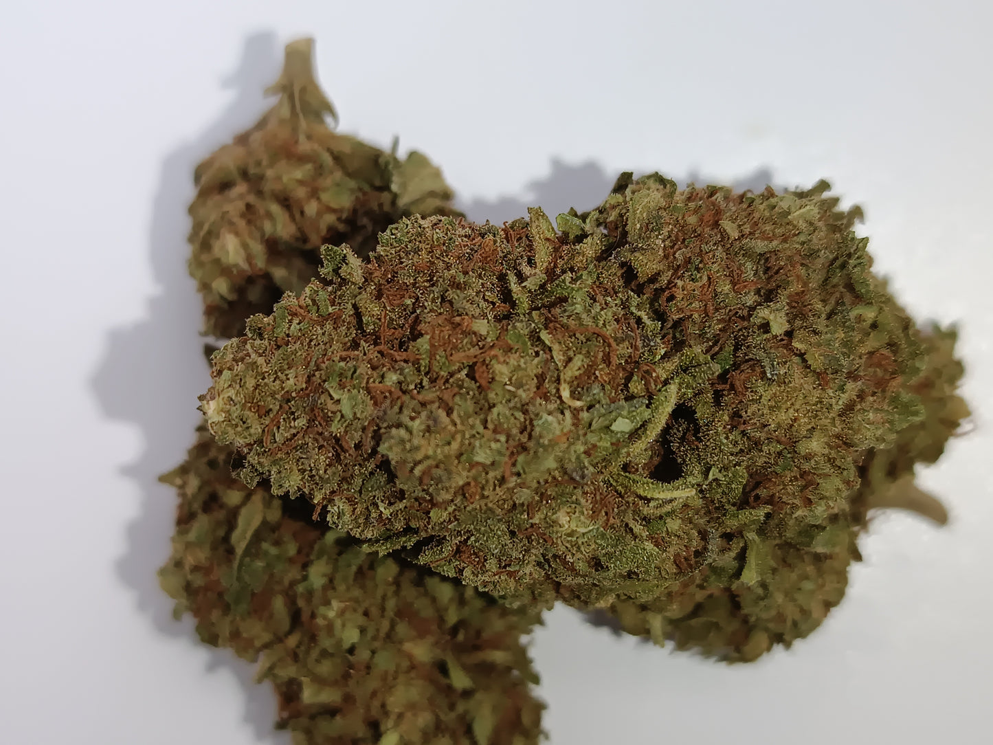 Strawberry haze CBD - Greenhouse (sous-serre )