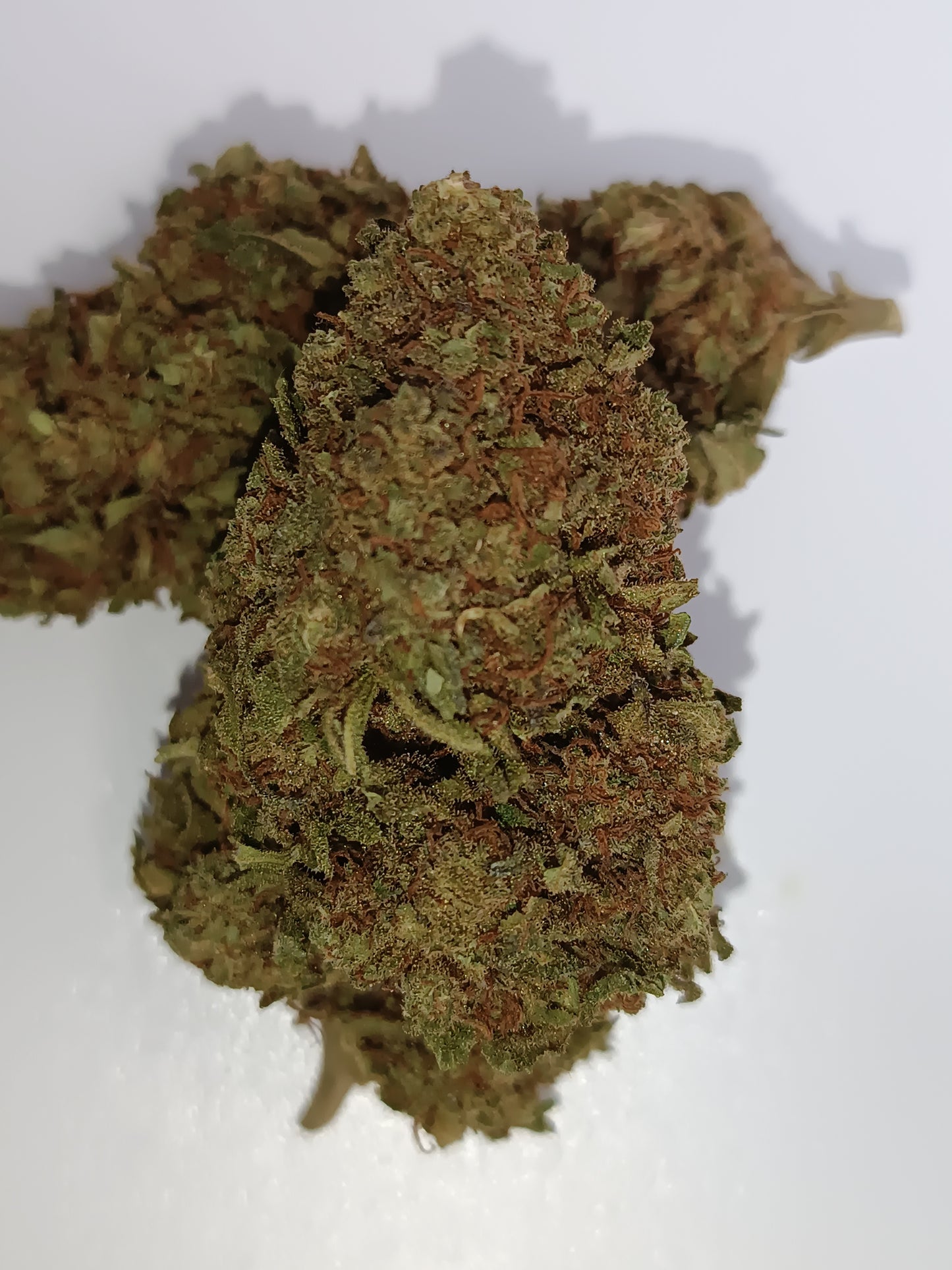 Strawberry haze CBD - Greenhouse (sous-serre )