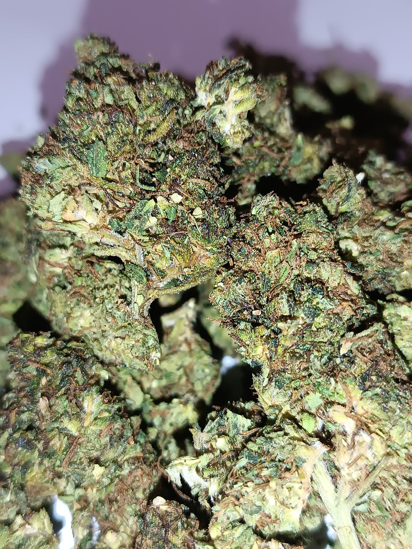 AMNESIA CRYO CBD - Greenhouse (sous-serre)