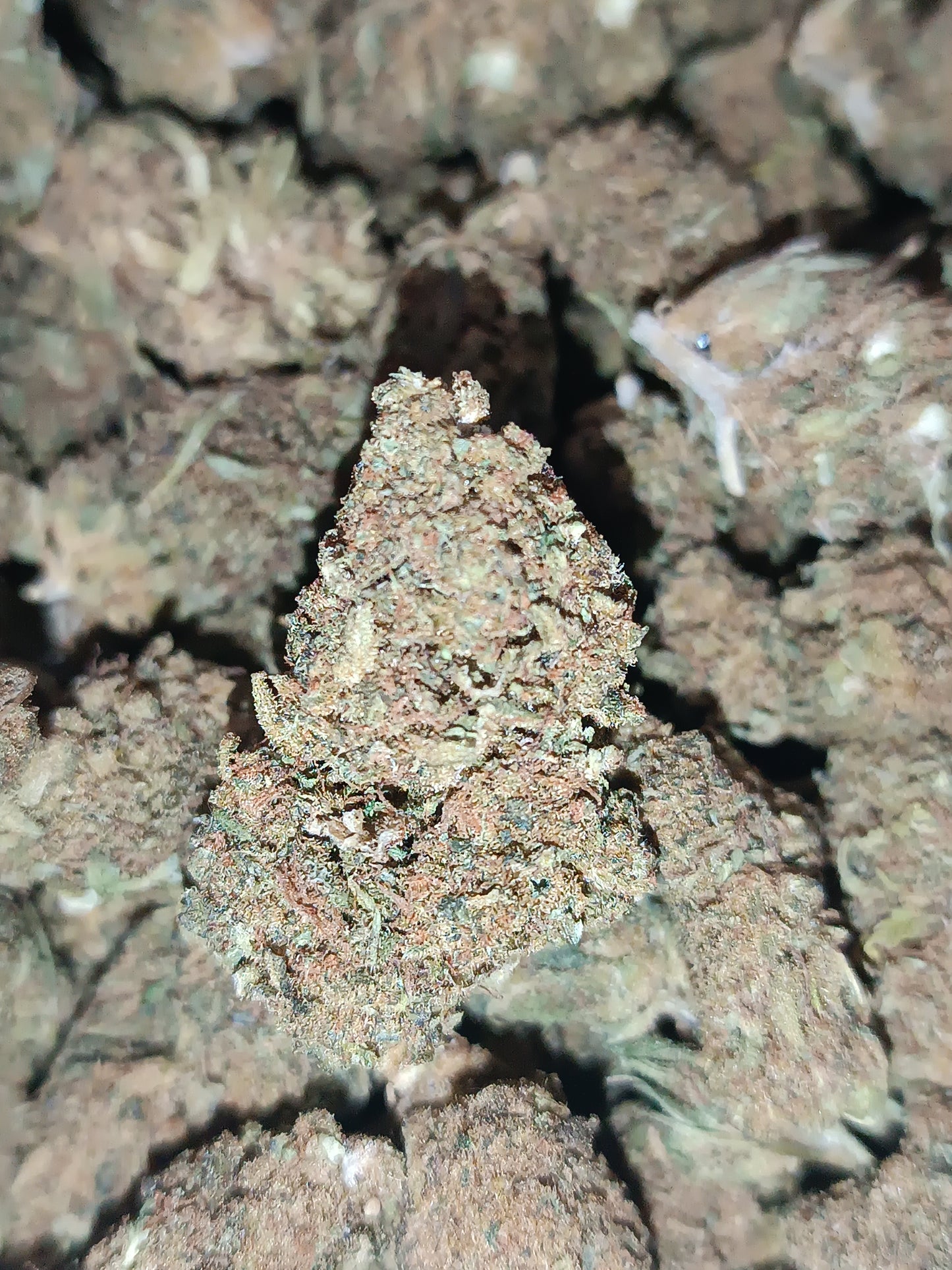 Amnésia CBD - Greenhouse (sous-serre)