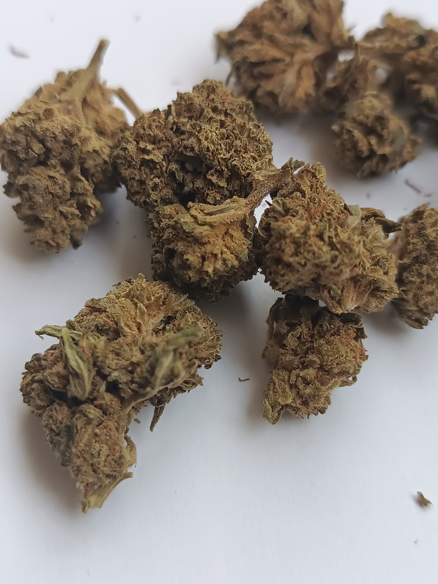 Amnesia CBD ( petites têtes) - Greenhouse (sous-serre)