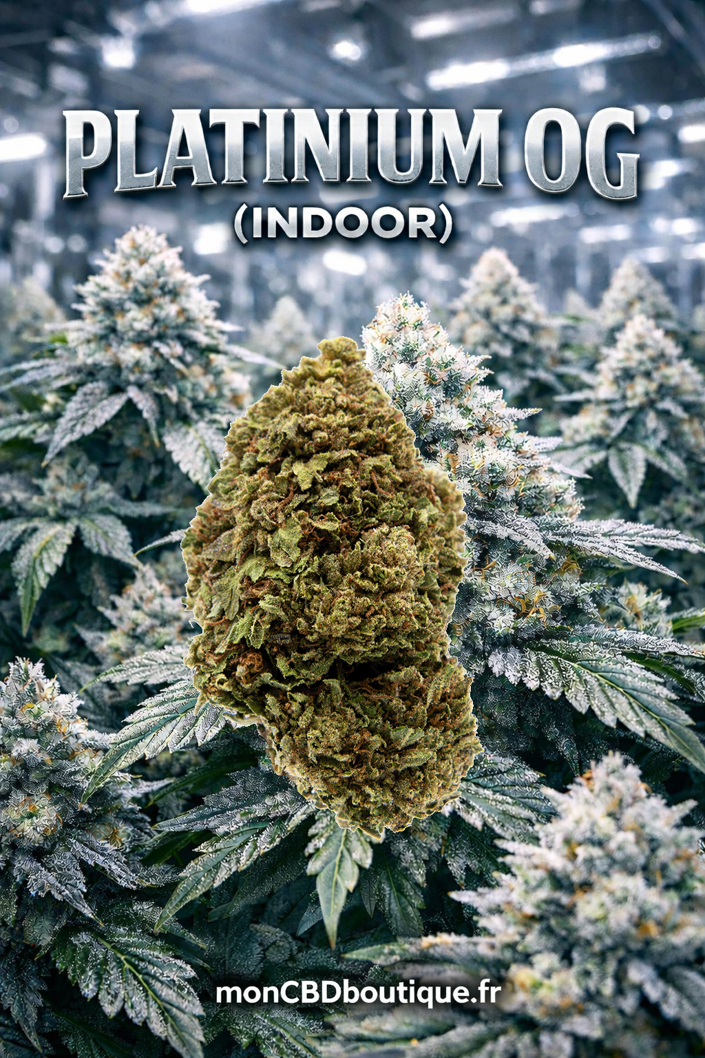 Platiniun OG US CBD - Indoor (en intérieur)