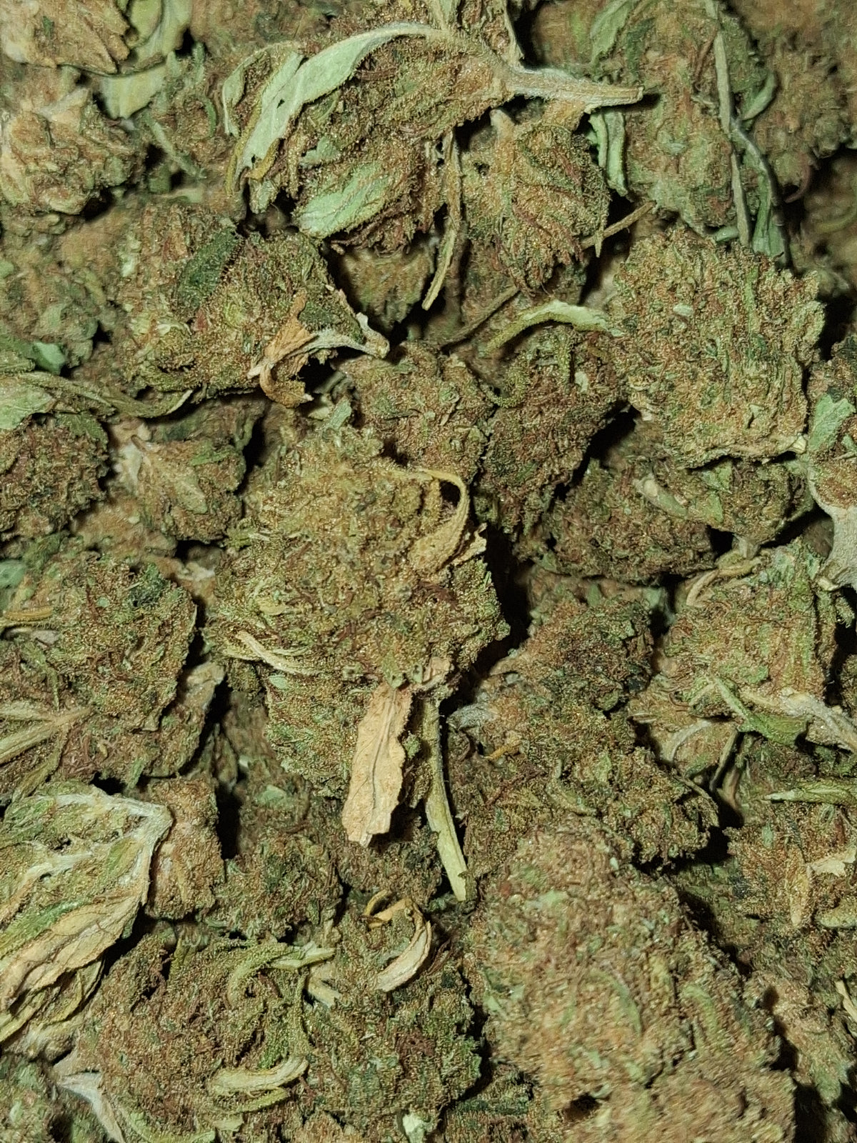 Sour Diesel CBD (petites têtes)-Greenhouse (sous-serre )