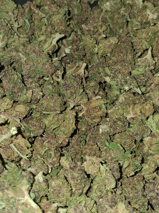 Purple haze(petites têtes)-Greenhouse (sous-serre )