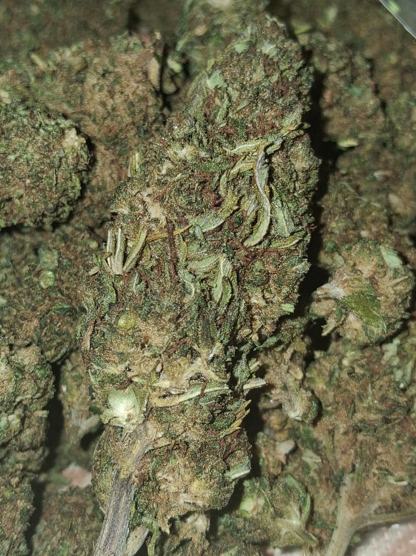 ALIEN SKUNK-Greenhouse (sous-serre )