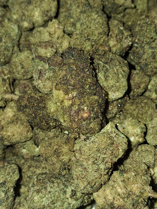 Strawberry CBD - Greenhouse (sous-serre)