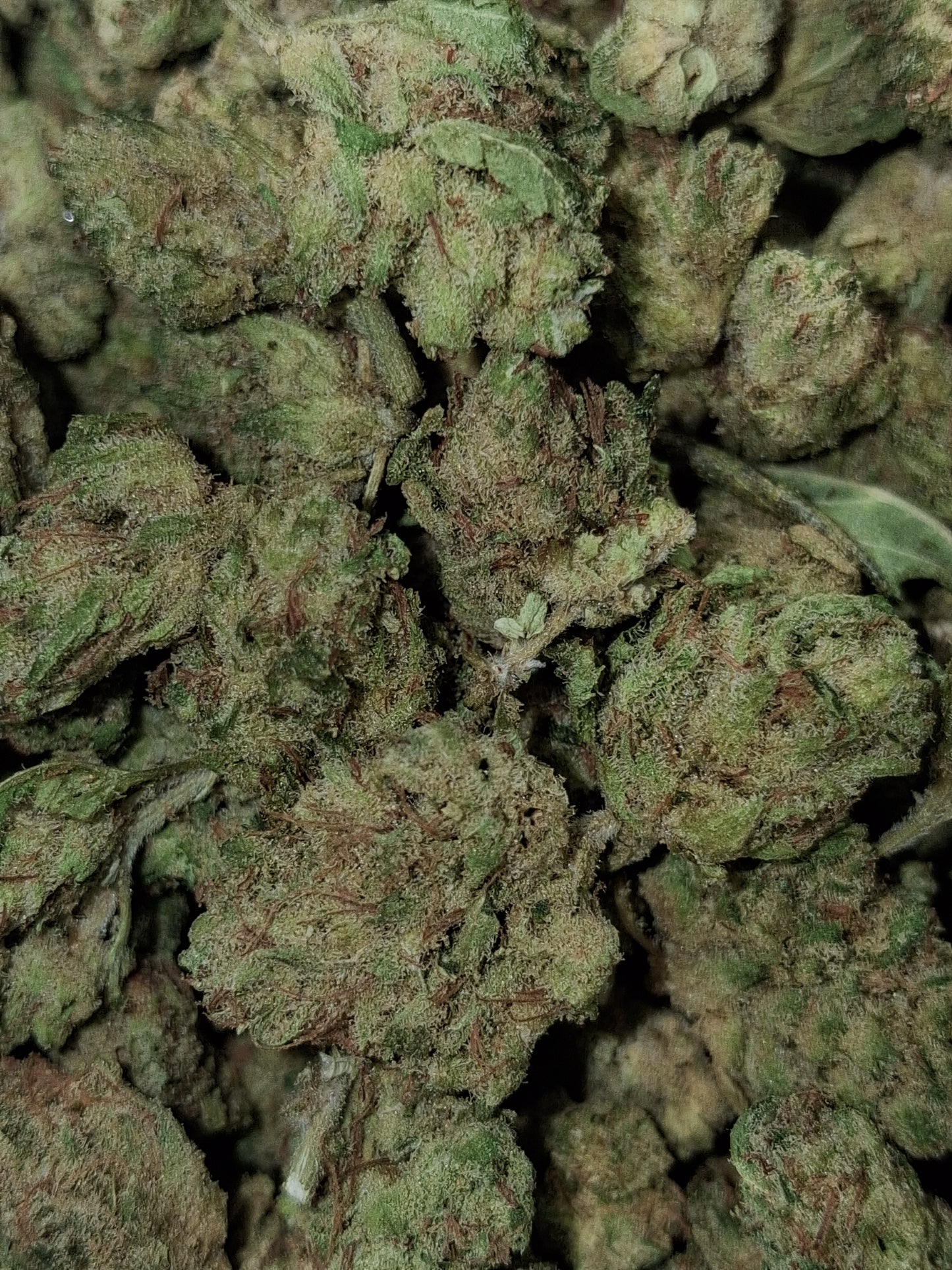 Charlotte's Angel CBD(petites têtes) - Indoor HYDRO(en intérieur)