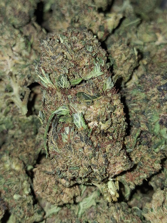 Gorilla Kush CBD - Glasshouse (sous-serre en verre)