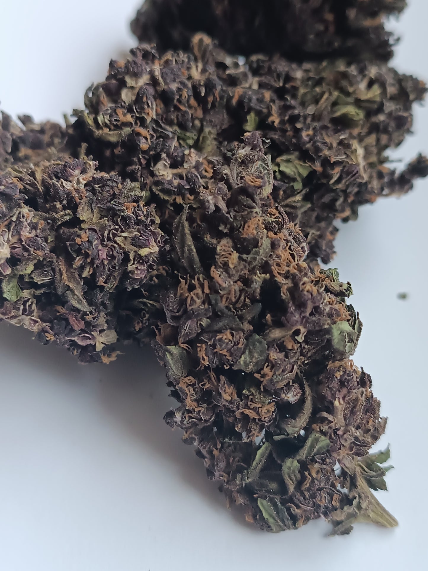 Purple Haze CBD (petites têtes)- Indoor (en intérieur)