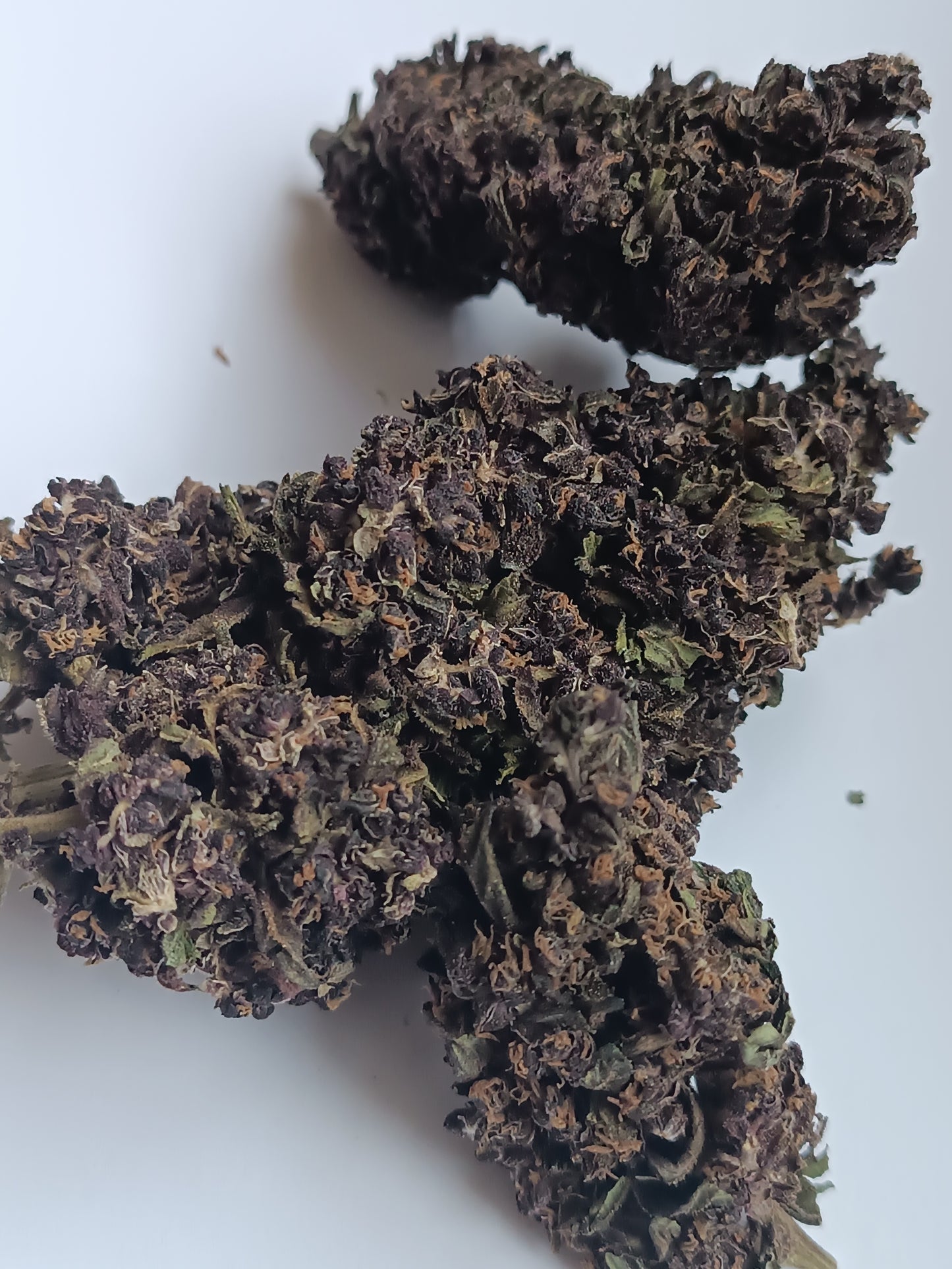 Purple Haze CBD (petites têtes)- Indoor (en intérieur)