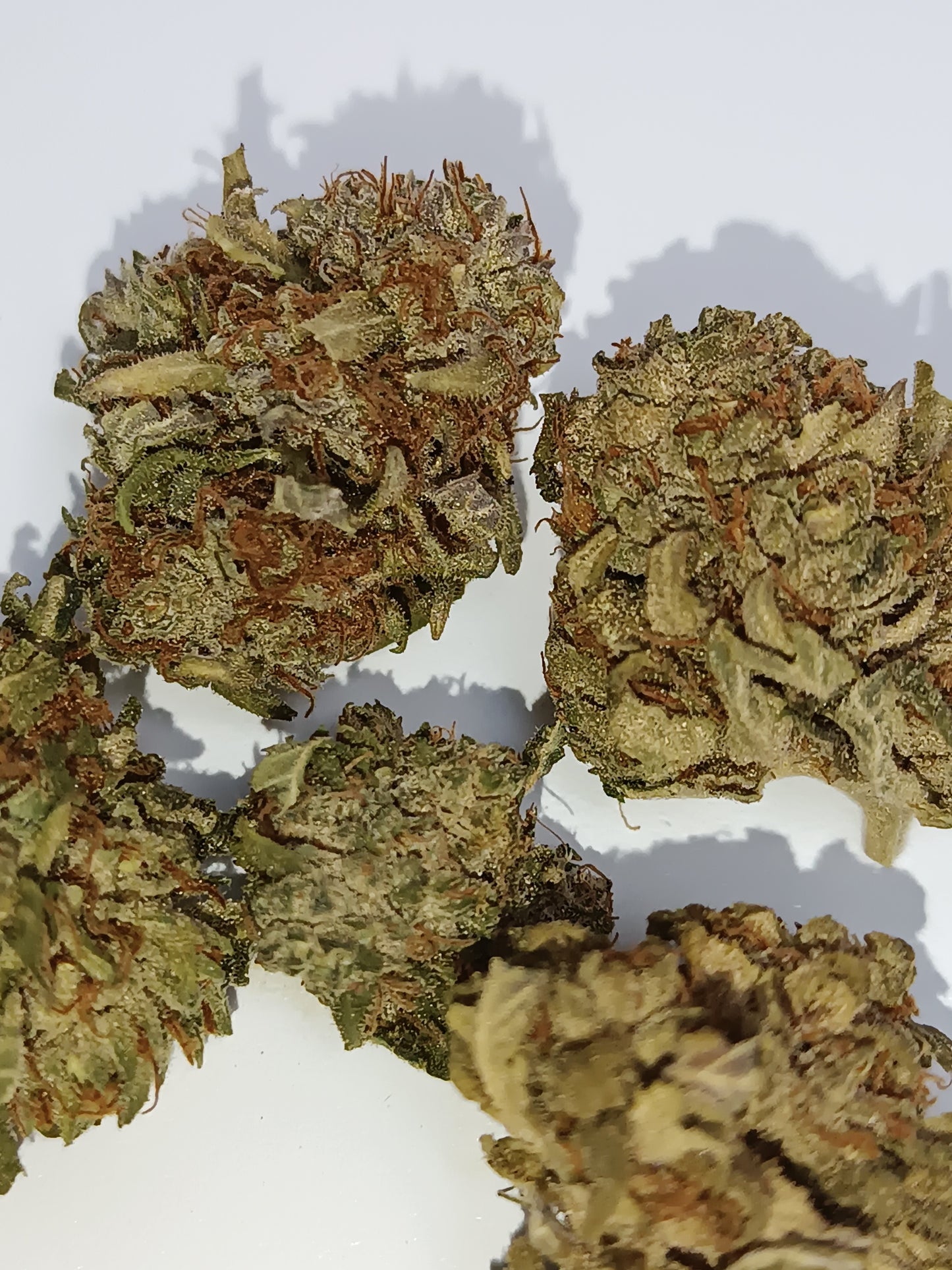 White Rhino CBG - Greenhouse (sous-serre )