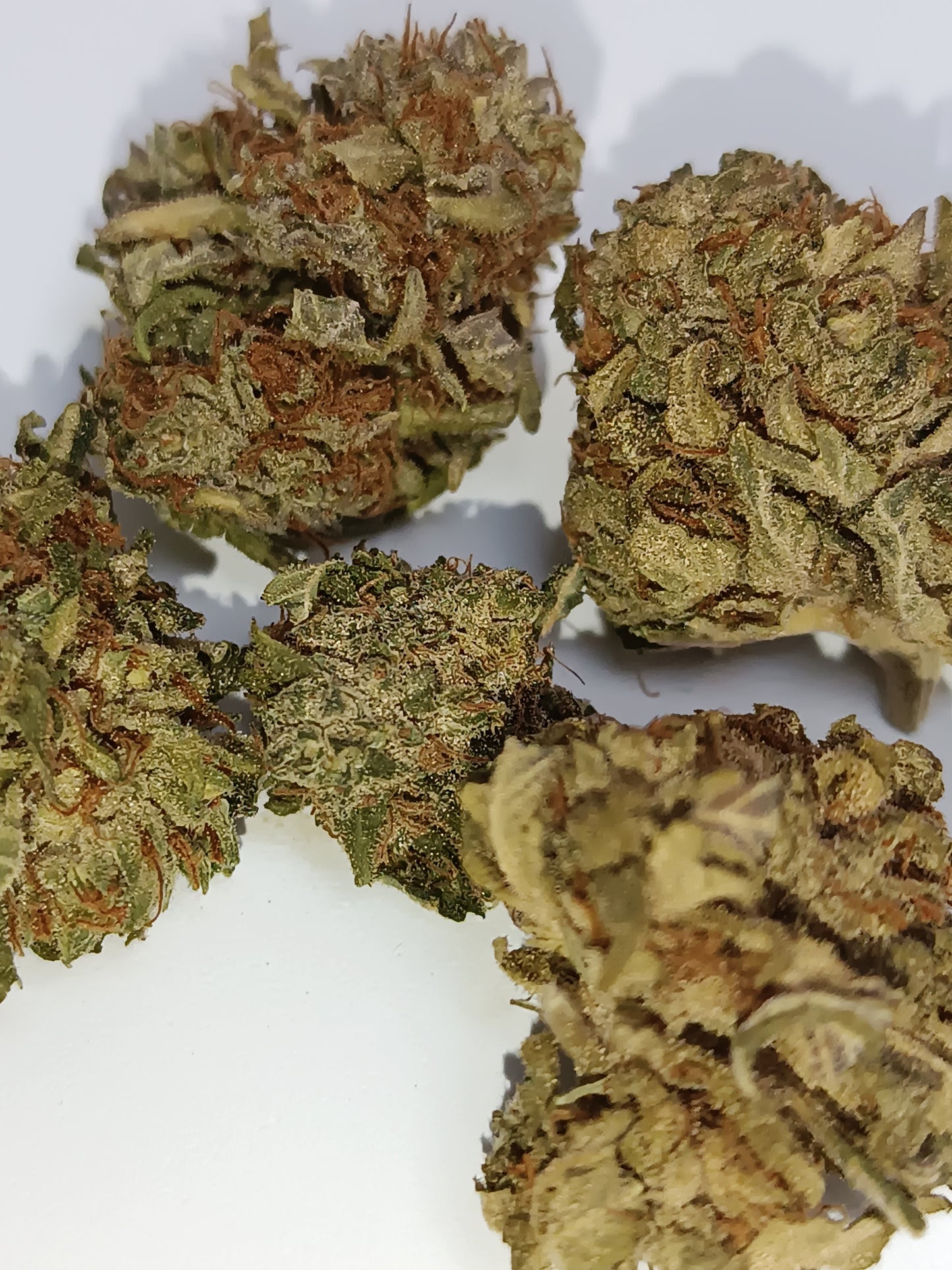 White Rhino CBG - Greenhouse (sous-serre )