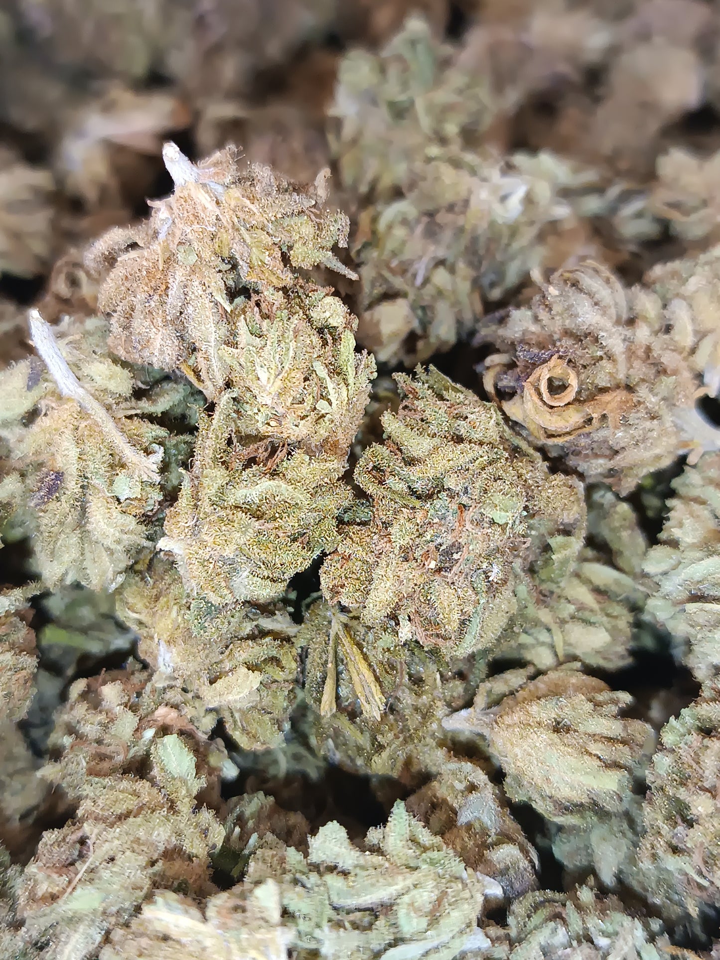 Harley Quinn CBD (petites têtes)-Greenhouse (sous-serre )