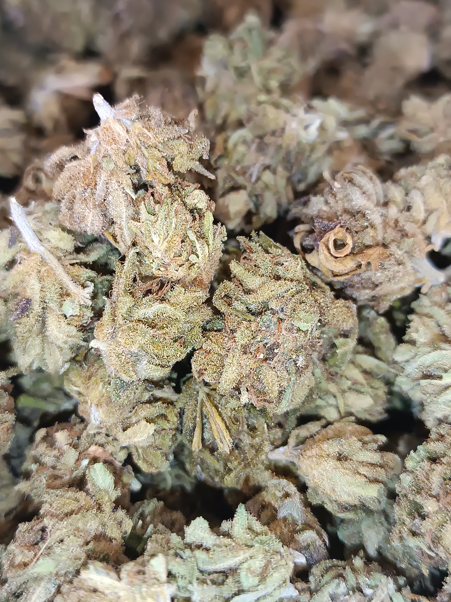 Harley Quinn CBD (petites têtes)-Greenhouse (sous-serre )