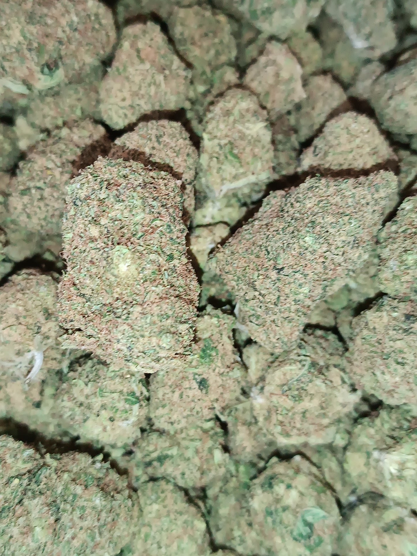 CALI CBD - Indoor Hydroponie (en intérieur)