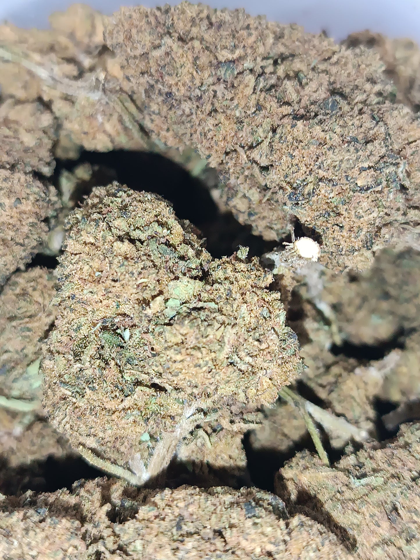 Sweet Candy CBD - Indoor Hydroponie (en intérieur)