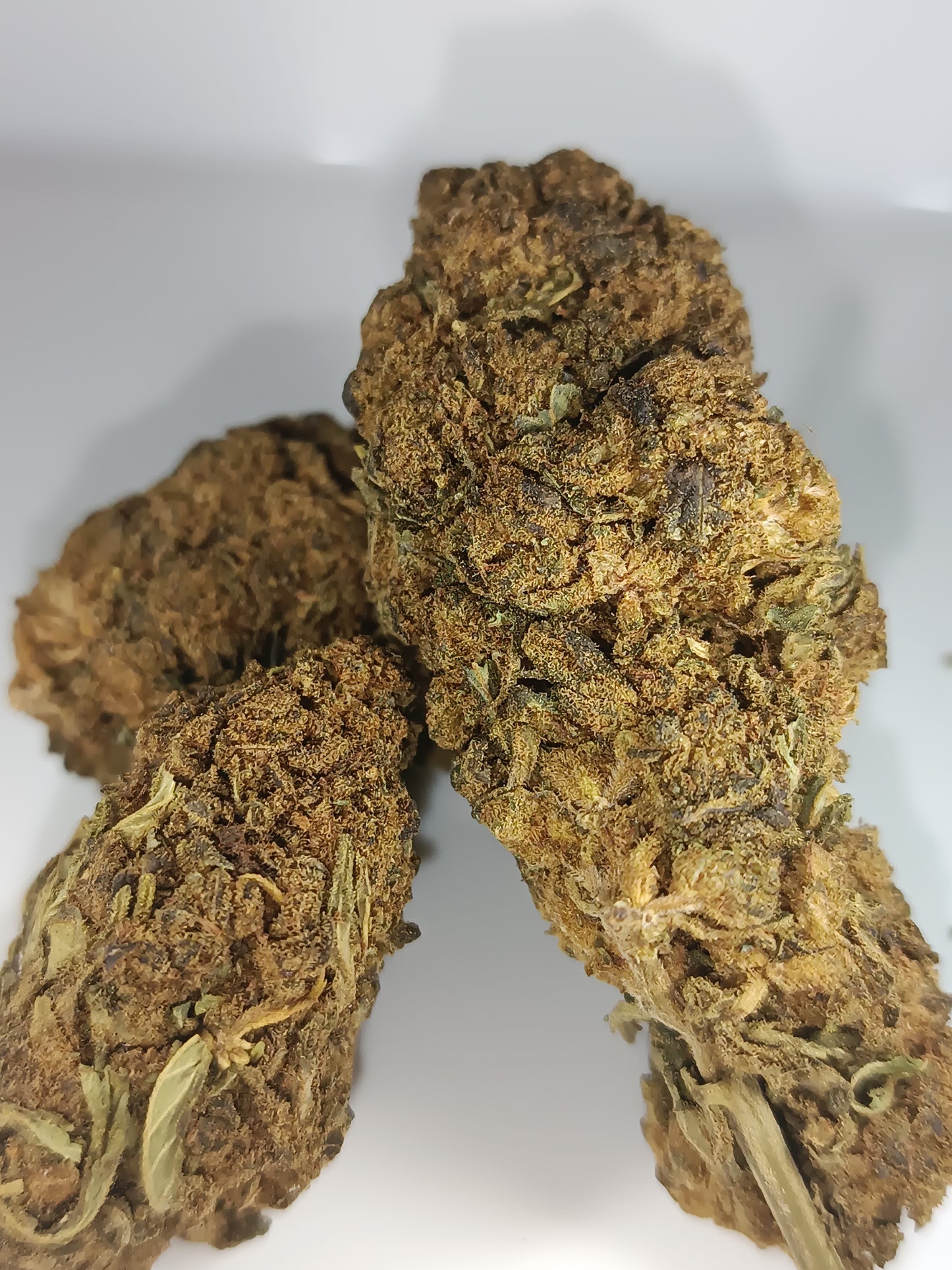 Master Kush CBD - Greenhouse (sous-serre)