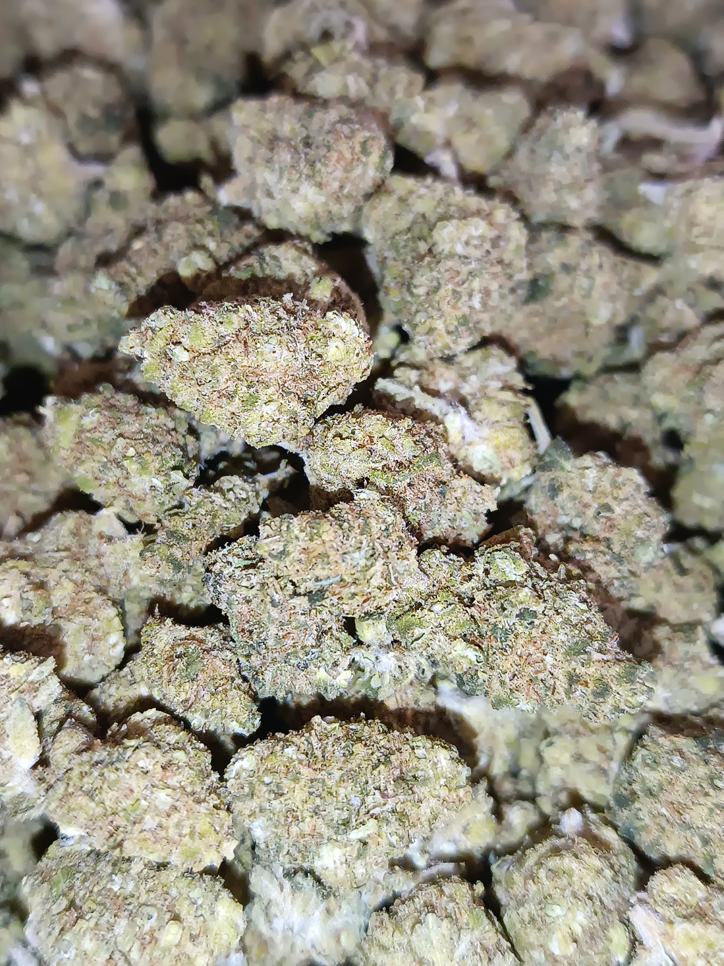 Gelato CBD (petites têtes)- Indoor(en intérieur)