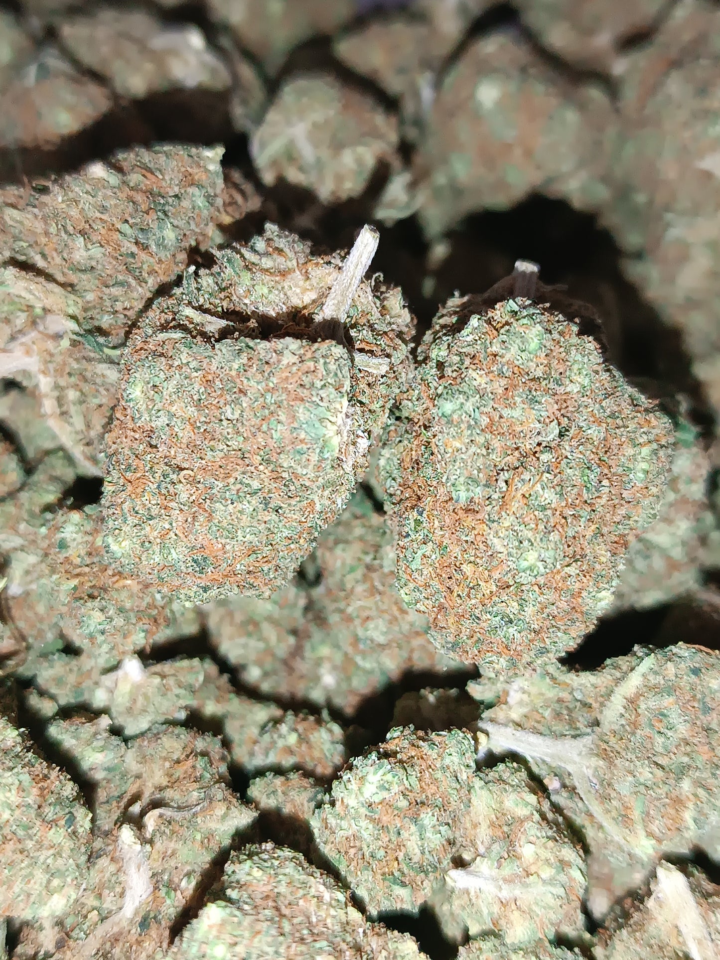 GREEN GUM CBD- Indoor (en intérieur)