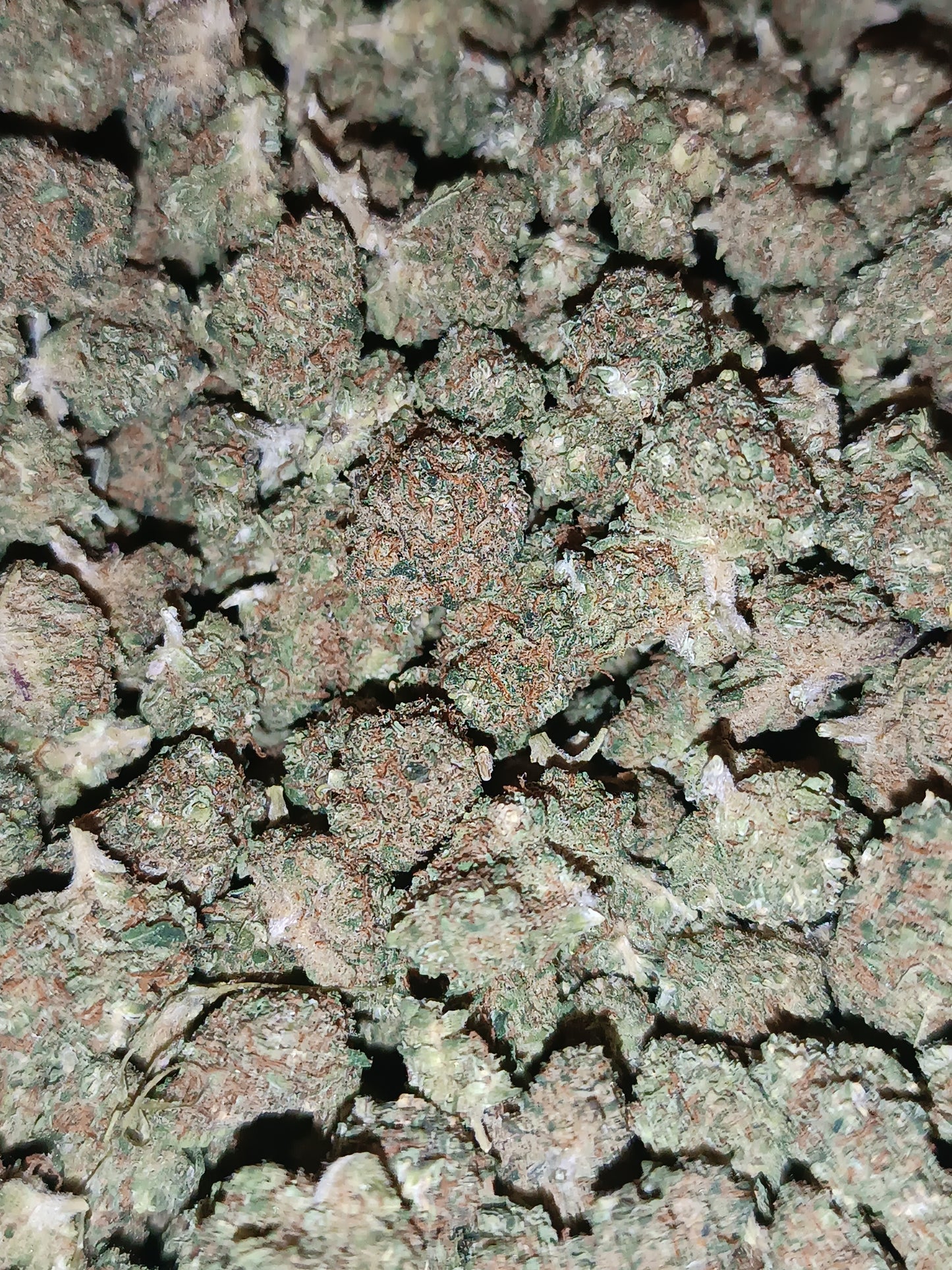 Zkittlez CBD (petites têtes) - Indoor Hydroponie (en intérieur)