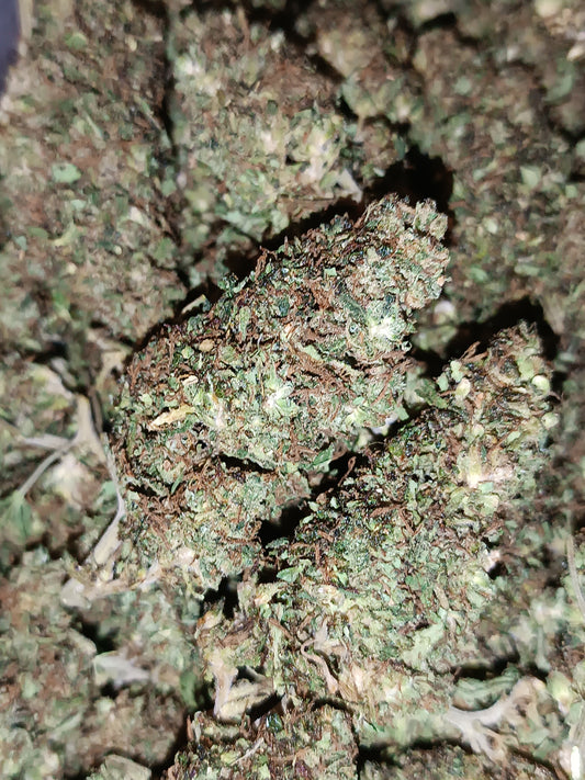Tropical kush Cryo - Greenhouse (sous-serre)