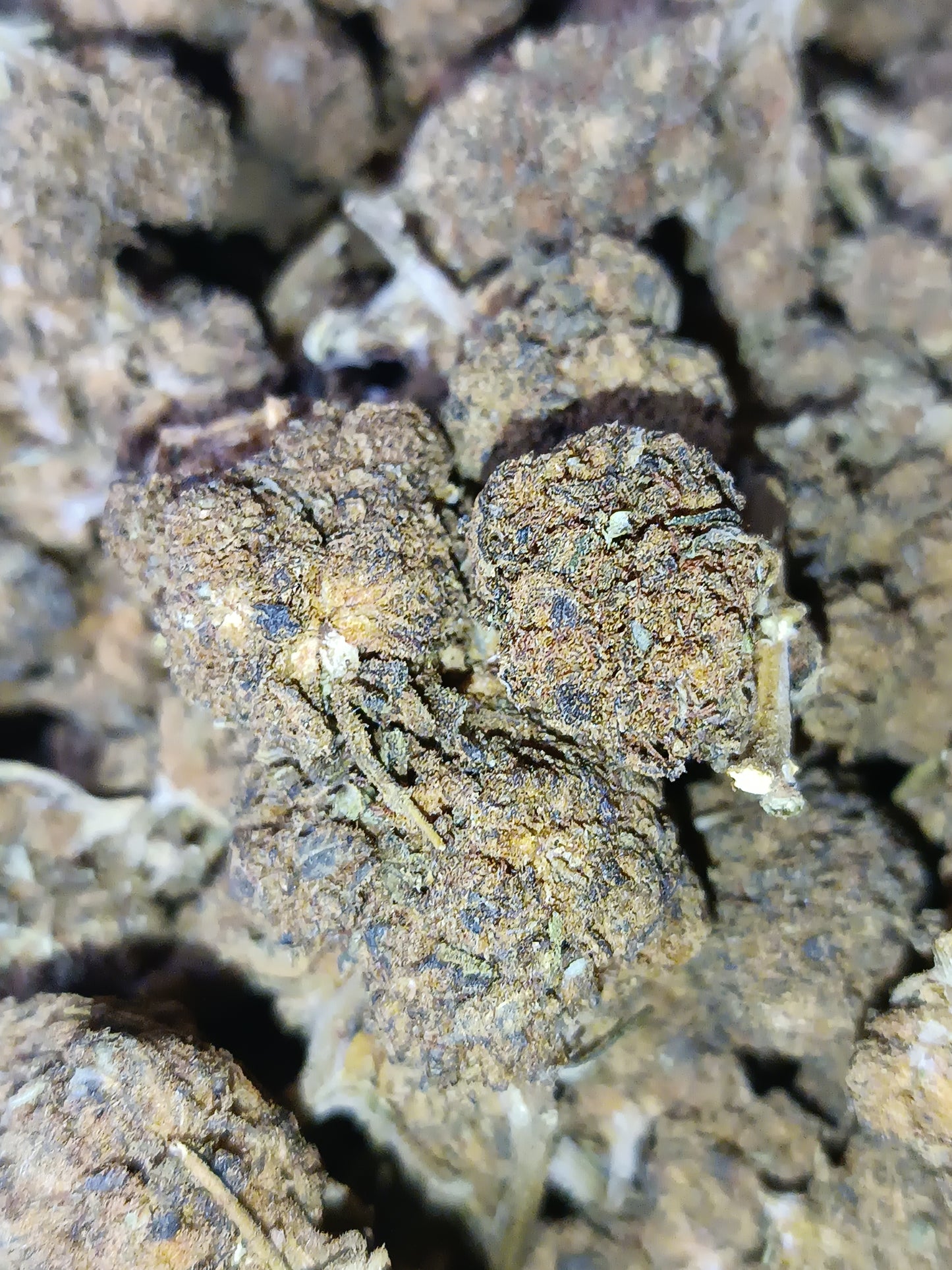 Master Kush CBD - Greenhouse (sous-serre)