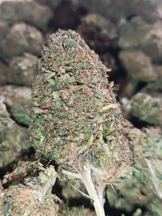 Sour Diesel - - Greenhouse (sous-serre)