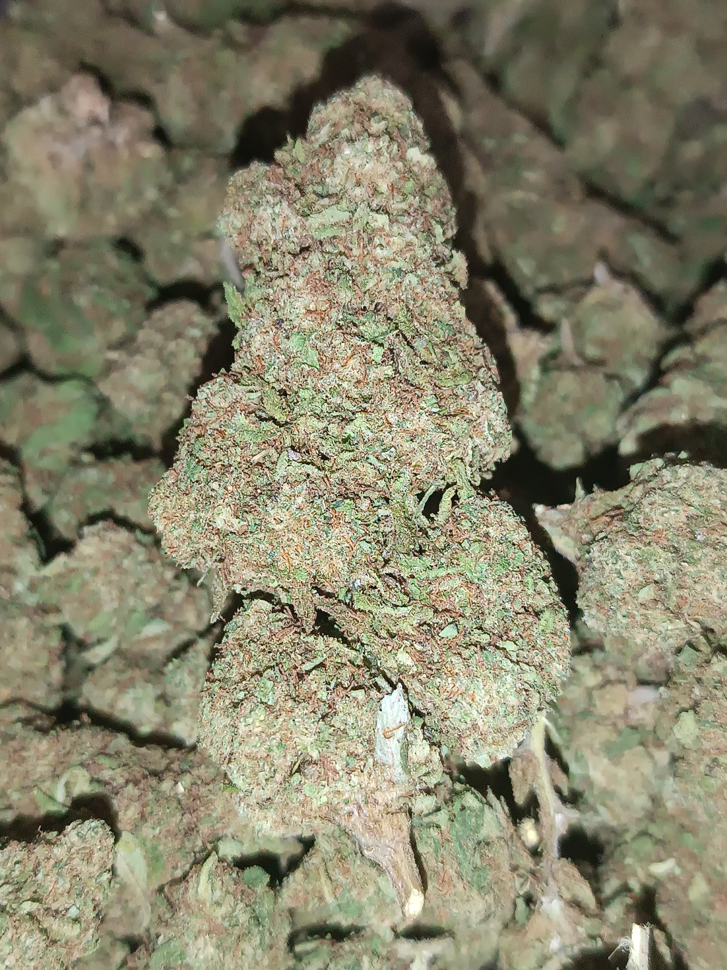 OG KUSH CBD - Glasshouse (sous-serre en verre)