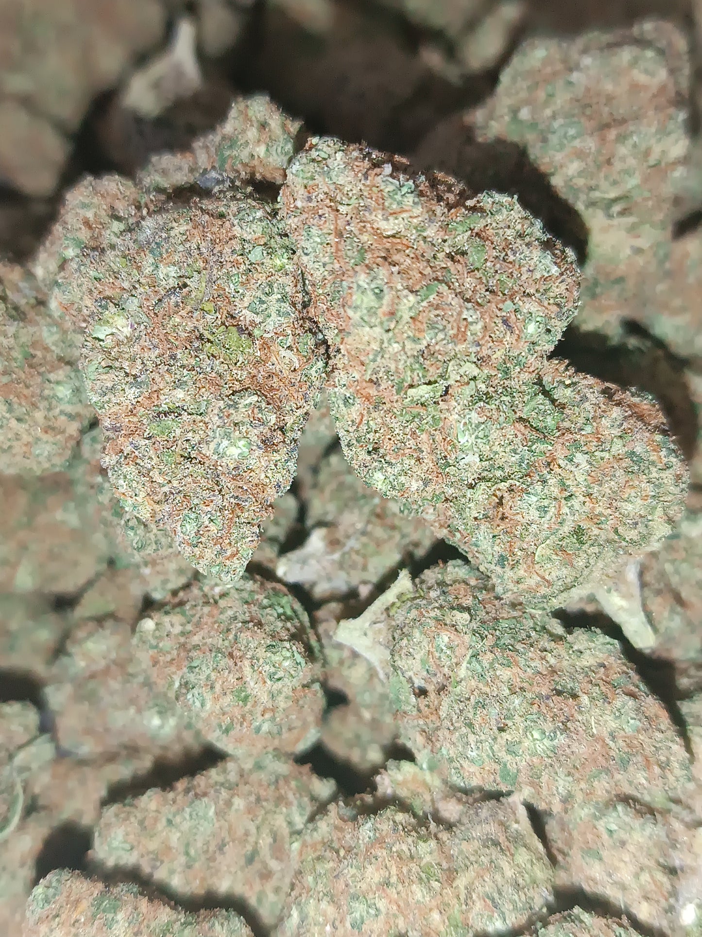 Blueberry CBD- Indoor (en intérieur)