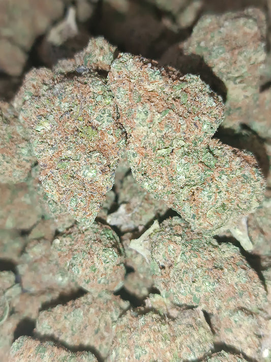 Blueberry CBD- Indoor (en intérieur)