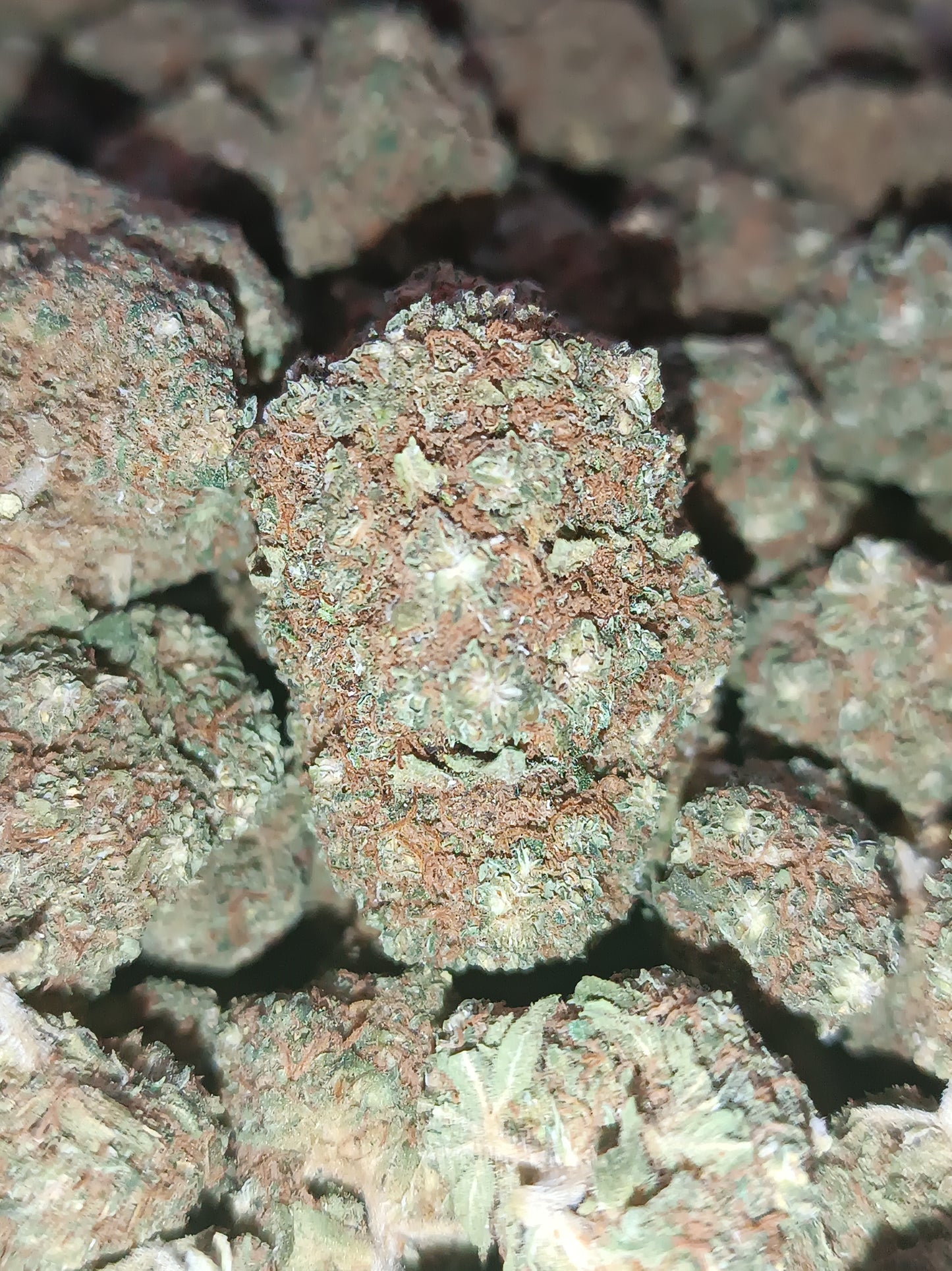 CALI ZKT CBD - Indoor Hydroponie (en intérieur)