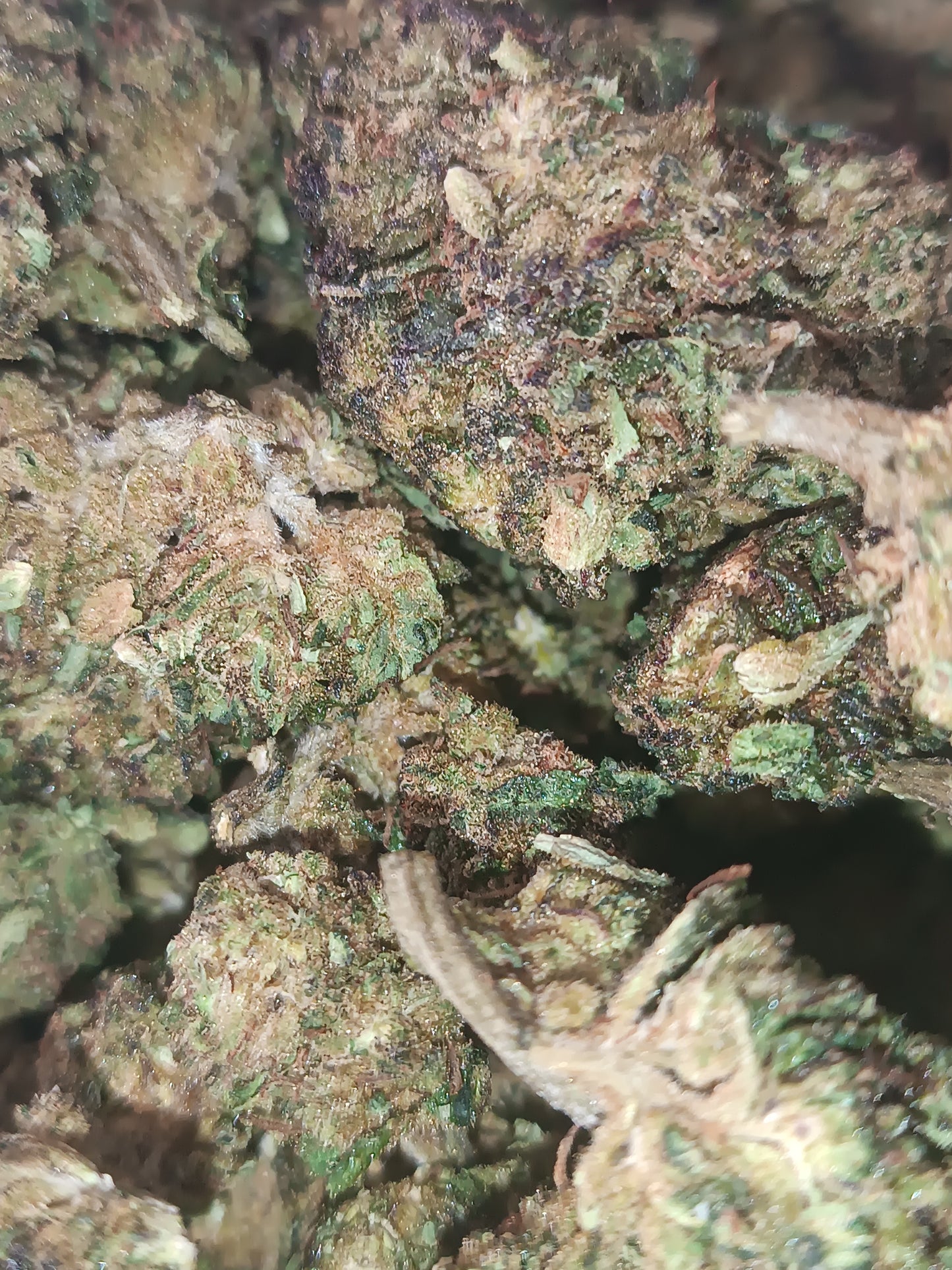 Zkittles CBD - Greenhouse (sous-serre)
