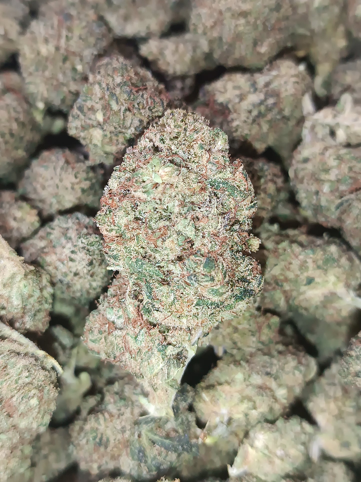 BRUCE BANNER US CBD - Indoor(en intérieur)