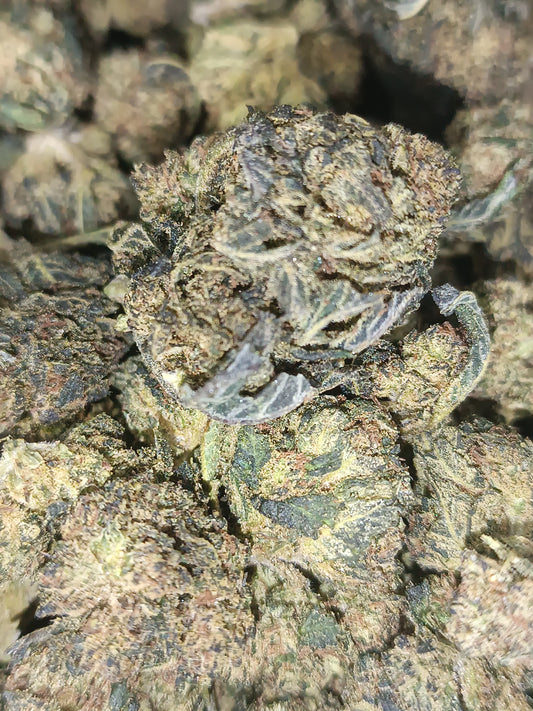 Cheesecake CBD - Greenhouse (sous-serre)