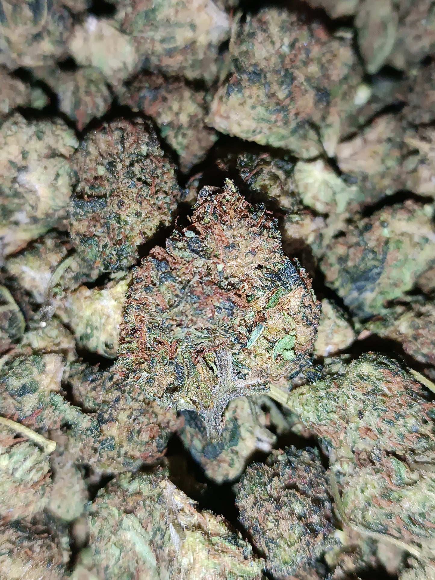SKY OG US CBD- Glasshouse (sous-serre en verre)