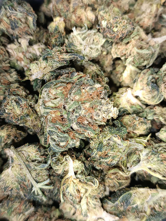 Skunk Haze US CBD - Glasshouse (sous-serre en verre)