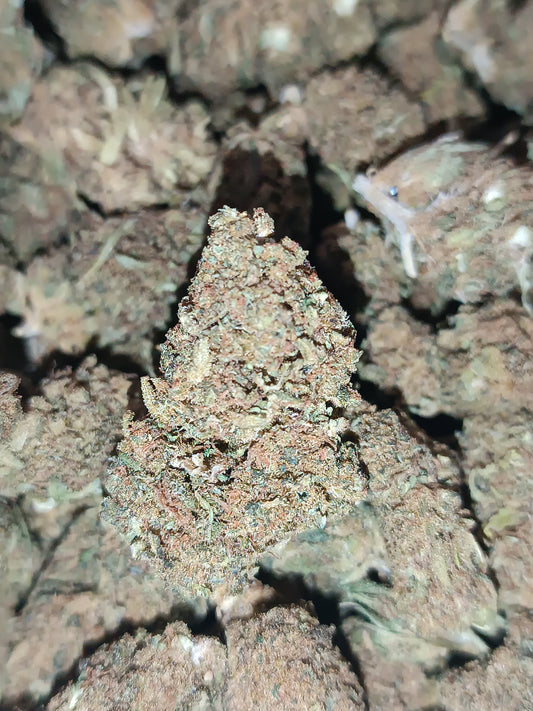 Amnésia CBD - Greenhouse (sous-serre)