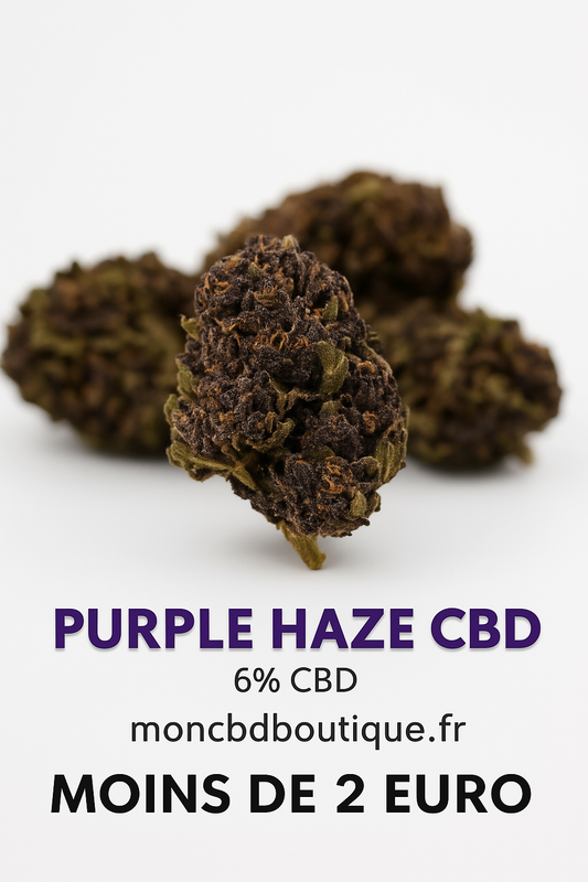 Purple Haze CBD (petites têtes)- Indoor (en intérieur)