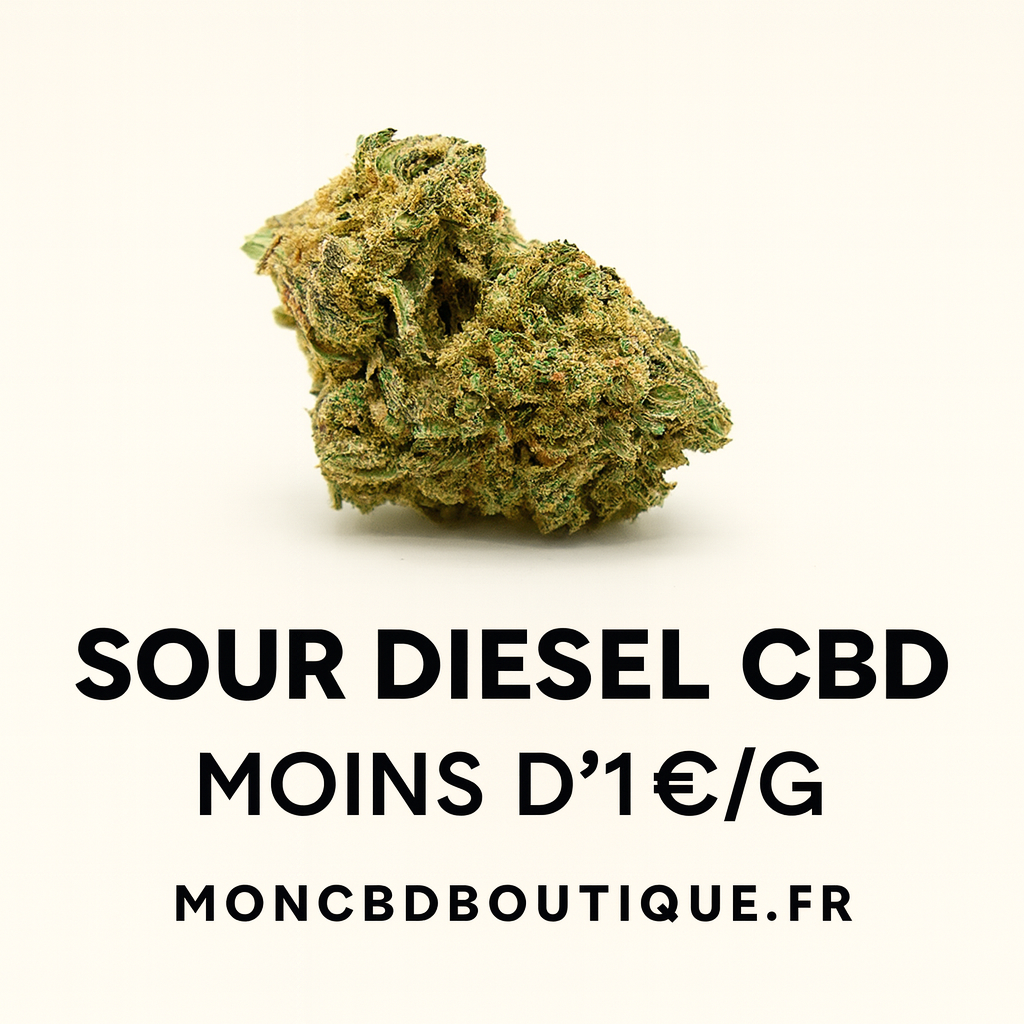 Sour Diesel CBD (petites têtes)-Greenhouse (sous-serre )