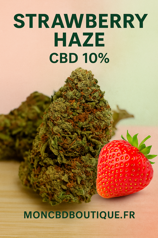 Strawberry haze CBD - Greenhouse (sous-serre )