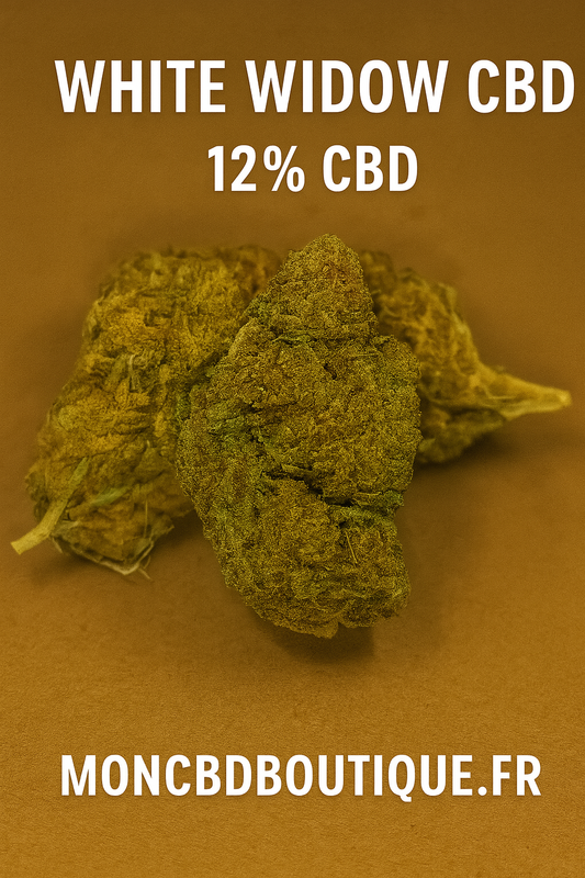 White Widow CBD - Greenhouse (sous-serre)
