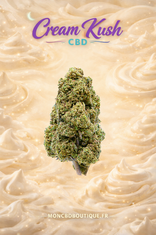 Cream Kush CBD - Glasshouse (sous-serre en verre)