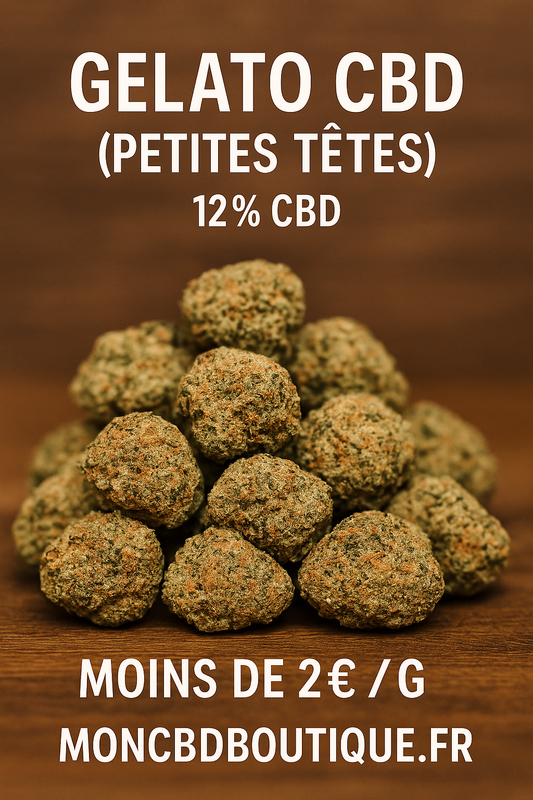Gelato CBD (petites têtes)- Indoor(en intérieur)