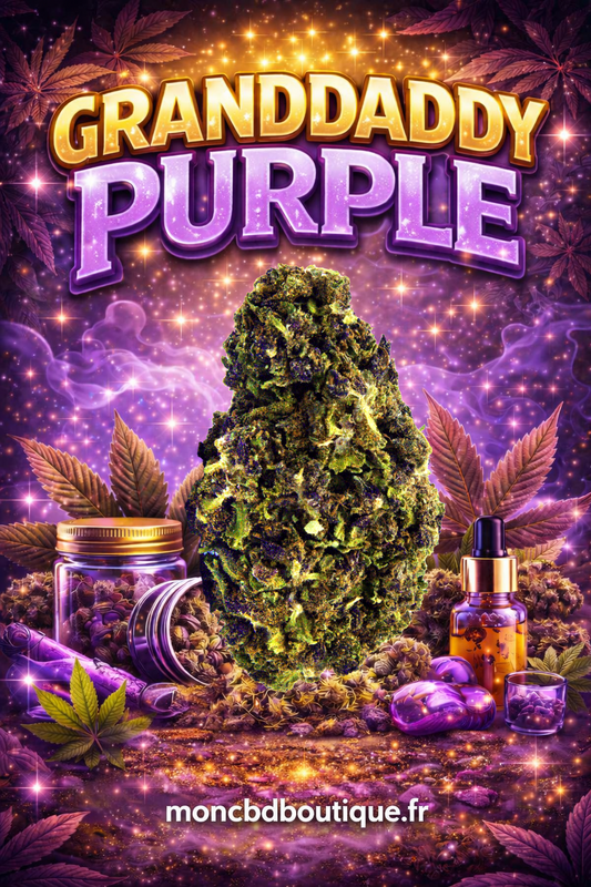 Granddaddy Purple CBD - Greenhouse (sous-serre)
