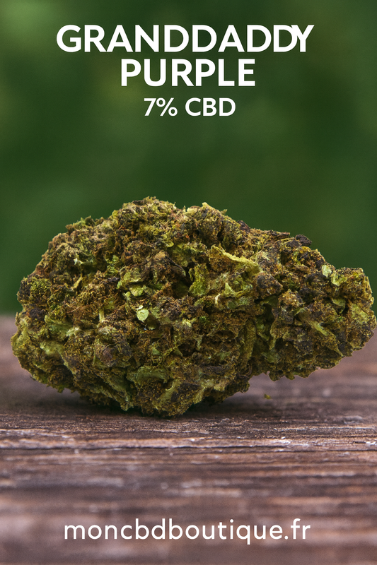 Granddaddy Purple CBD - Greenhouse (sous-serre)