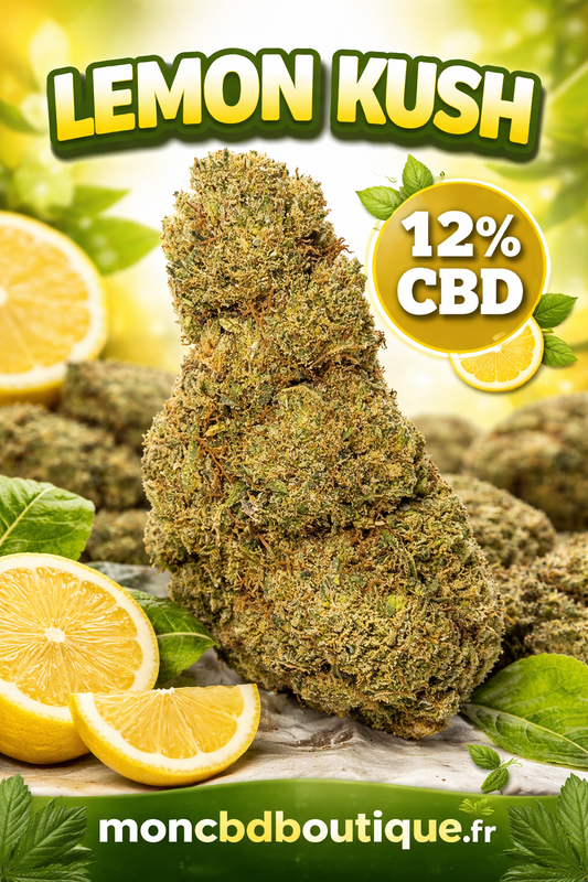 Lemon Kush CBD - Greenhouse (sous-serre )